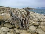 Driftwood Firewood